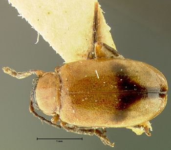 Media type: image;   Entomology 35481 Aspect: habitus dorsal view
